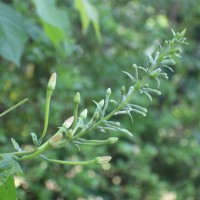 Combretum indicum (L.) DeFilipps